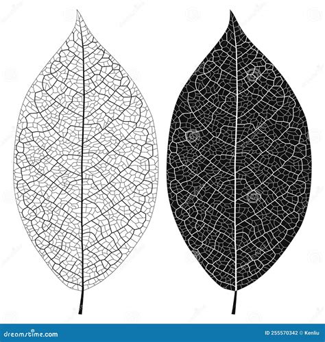 Vector Illustration Outline of Leaf Vein Stock Vector - Illustration of ...