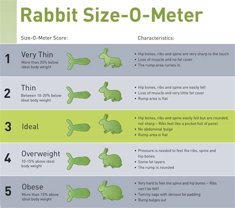 Rabbit Harness Size Chart at Ha Sparks blog