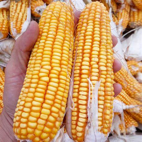 2018年甘肃玉米高产品种排名