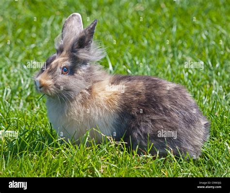 Harlequin coloured Lionhead Rabbit, UK Stock Photo - Alamy