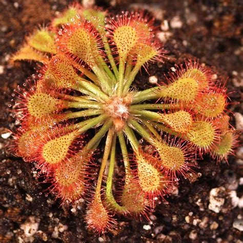 Insectivorous Plants Drosera