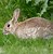 Image result for European Wild Rabbit