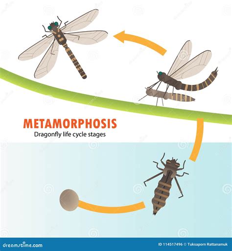 Dragonfly Life Cycle Metamorphosis Stock Vector - Illustration of ...