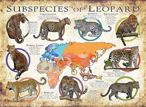 Types Of Leopards