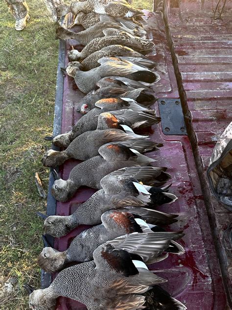 History Of Texas Duck Hunting, An Article About Texas Waterfowl