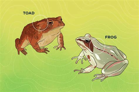 Frogs And Toads
