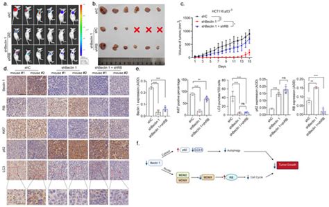 Nuclear Beclin 1 Destabilizes Retinoblastoma Protein to Promote Cell ...