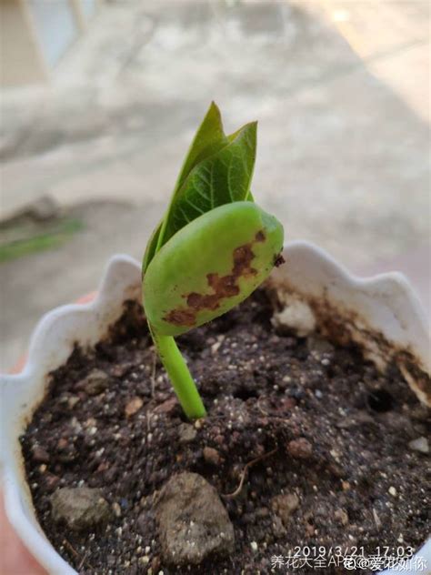 魔豆种子的生长过程