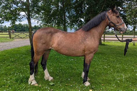 Rehome a horse | Meet Megan - World Horse Welfare