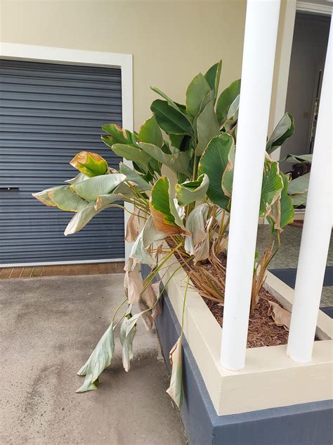 Could these kill my plants? : r/GardeningAustralia