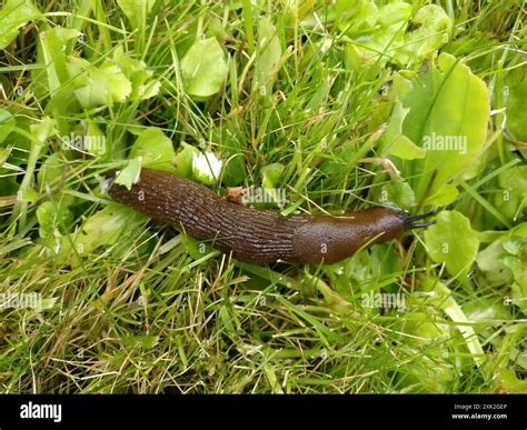 Spanish Slug (Arion vulgaris) Mollusca Stock Photo - Alamy