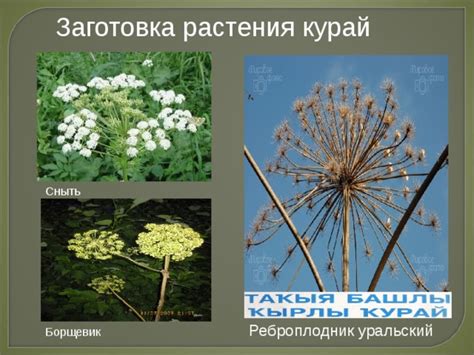 Melodious kurai/Певичий курай