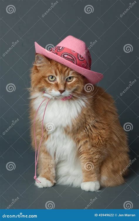 Cat Cowboy Hat at Brenda Norris blog