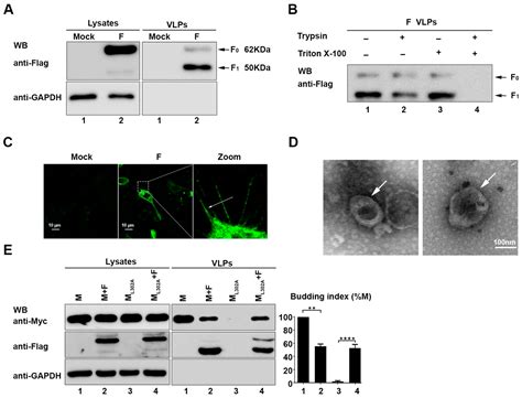Virion-Associated Cholesterol Regulates the Infection of Human Parainfluenza Virus Type 3