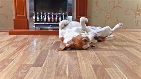 What Wood Flooring Is Best For Pets – Flooring Site