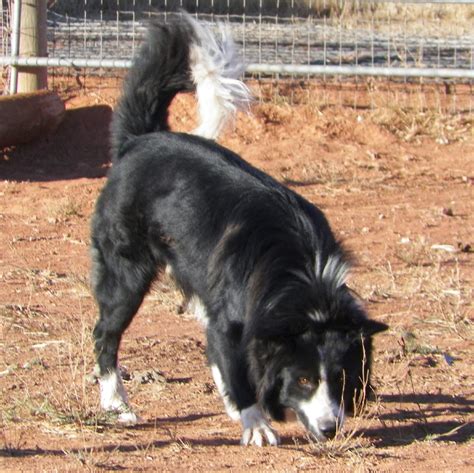 Battle Mountain Humane Society