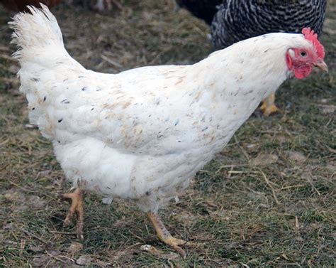 Heritage Chickens: What Are The Breeds? | BackYard Chickens - Learn How ...