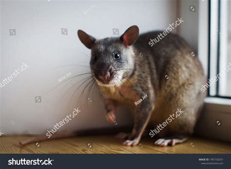Gambian Giant Rats