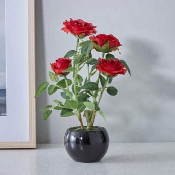 Buy Home Gardening Decor Online At Low Prices - Home Centre
