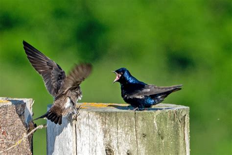 Purple Martin Images