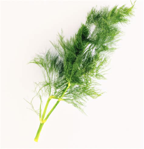 Dill: Important Facts, Health Benefits, and Recipes - Relish