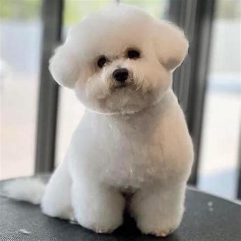 Bichon Frise Puppies for sale in Delhi NCR | India | Dav Pet Lovers