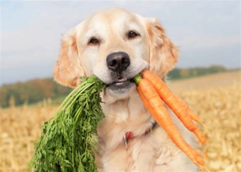 Can Dogs Eat Blueberries? - 5 Health Benefits & Side Effects