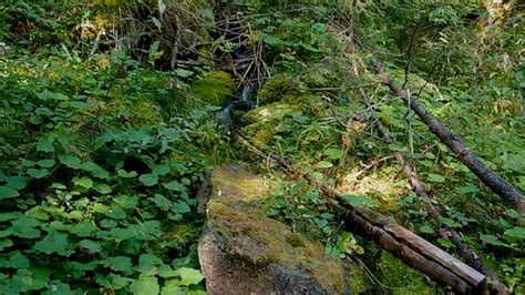 Image result for How to Find a Spring Water Source