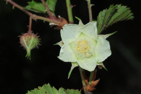 刺玫花图片_花匠网