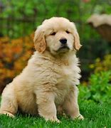 Image result for Cute Dogs Outside