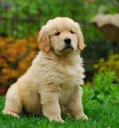 Image result for Pics of the Cutest Puppy in the World