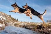 Everything About German Shepherds: History, Care, and Personality ...