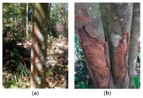 Impact Assessment of Timber Harvesting Operations for Enhancing ...