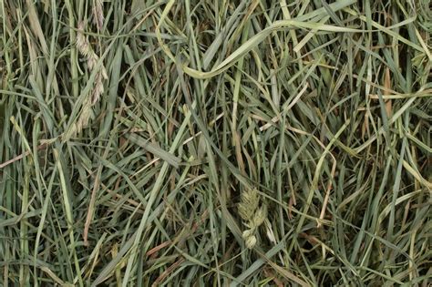 What Is The Difference Between Timothy Hay And Orchard Grass | Storables