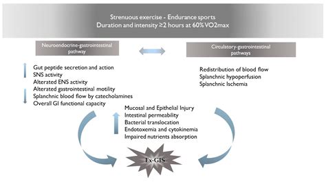 Exercise-Induced Gastrointestinal Symptoms in Endurance Sports: A ...