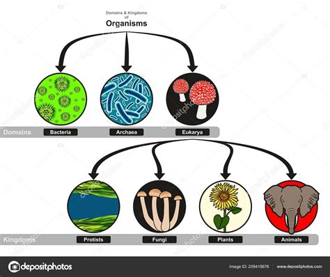 Domain Kingdoms Organisms Classification Chart Infographic Diagram ...