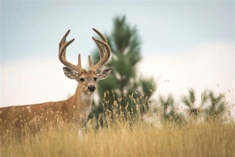 The Best Time to Hunt Deer