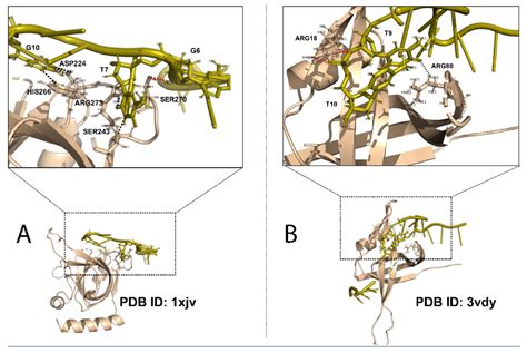 Single-Stranded Binding Protein 的图像结果