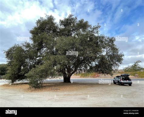 coast live oak (Quercus agrifolia Stock Photo - Alamy