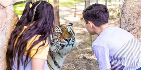 Dreamworld Queensland 2025 Complete Guide: Rides, tickets, tips!