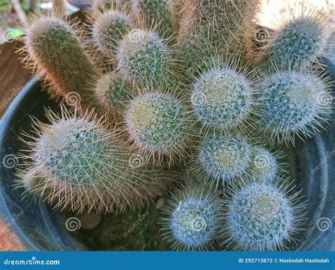 Cacti Have Thorn-shaped Leaves. the Benefits of Cacti are that they Can ...