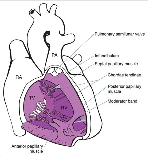 Right Atrium Anatomy