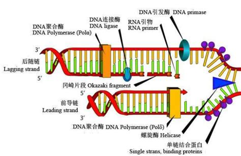 DNA连接酶与DNA聚合酶的三个区别_公司新闻_丁香通