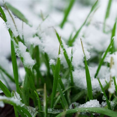 How To Overseed A Lawn In Winter - The Best Way To Plant Grass