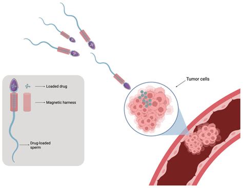 Cell-Based Drug Delivery Systems: Innovative Drug Transporters for ...