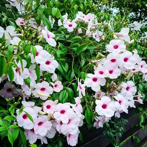 Pandorea Jasminoides - Pink Bower Vine | Soiled