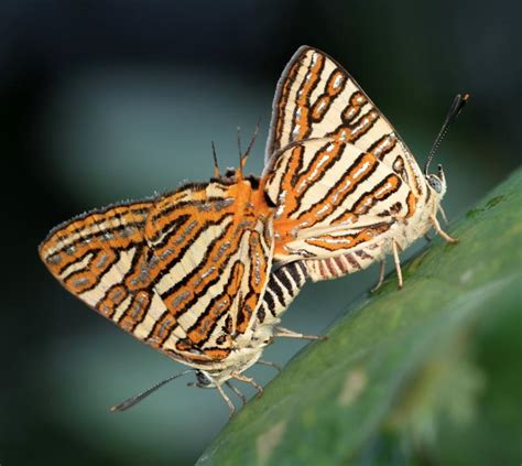 Cigaritis vulcanus vulcanus | Butterfly
