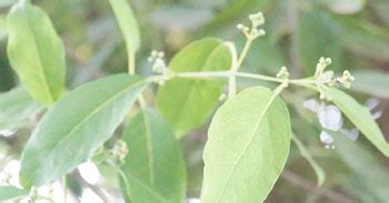 Kristu Jayanti College, Bengaluru