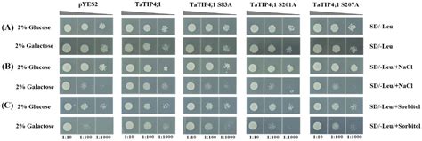 Wheat TaTIP4;1 Confers Enhanced Tolerance to Drought, Salt and Osmotic ...