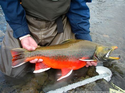 Dolly Varden – Western Native Trout